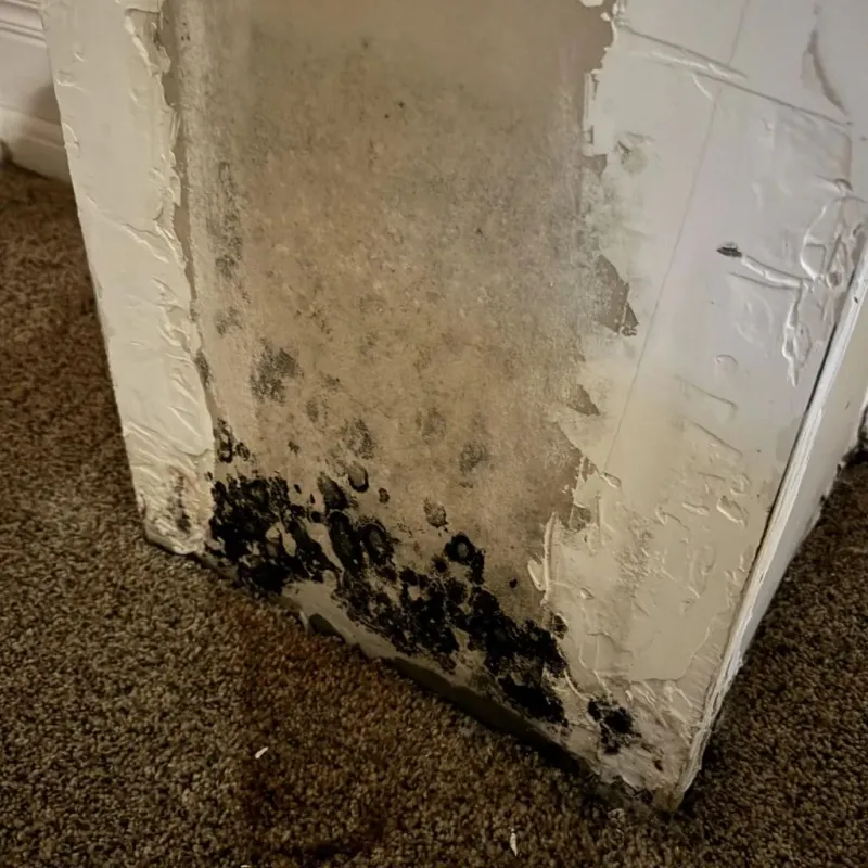 Professional Mold Removal in New Boston, TX